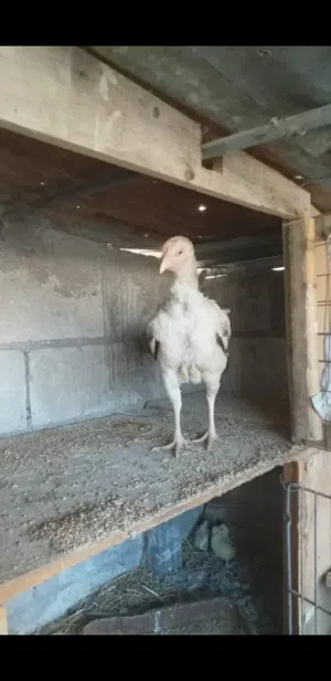جاجه بكستانيه معها 6 صيصان