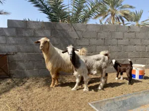 تيس اجم من حلال الجواميد