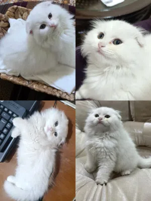 قط سكوتش فولد شيرازي للبيع