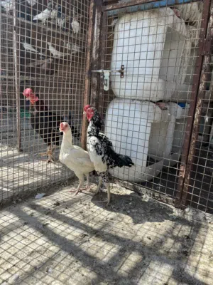 للبيع زوج كوشامو اقرا الوصف