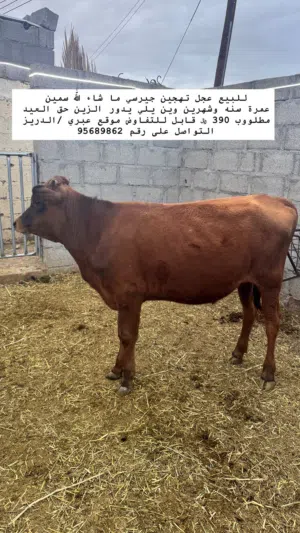 للبيع عجال ما شاء الله