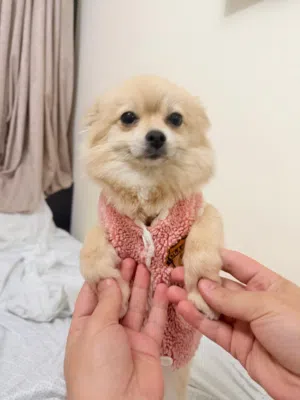 كلب بوميرينيان أصلي  أنثى جميلة ومرحة Pure Pomeranian Female
