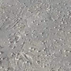 ابراهيم خليل 