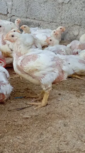 دجاج للبيع