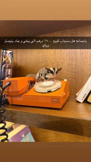 سنجاب طاير