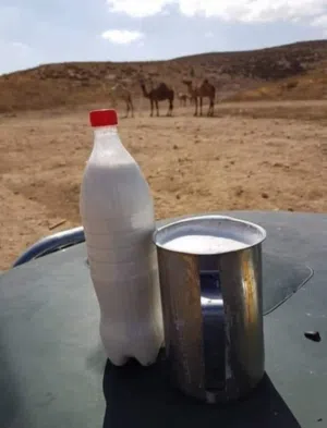 حليب نياق يومي طازج طازج تعال احلب بايدك الحليب+بول نياق