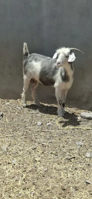 شاه عاقر ذبيحه