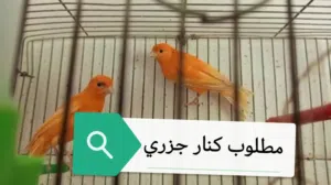 مطلوب كنار جزري داخل المفرق