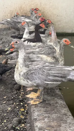 بط مصري جامبو للبيع