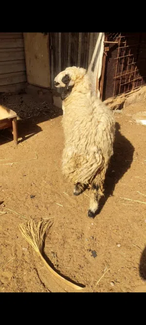 نعجه للبيع سمينه كلش تنفع كصابة وتنفع جني
