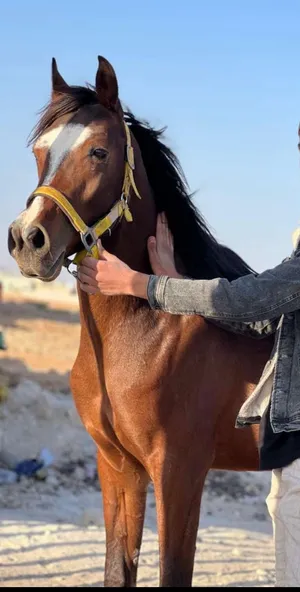 ‏خيل‏1