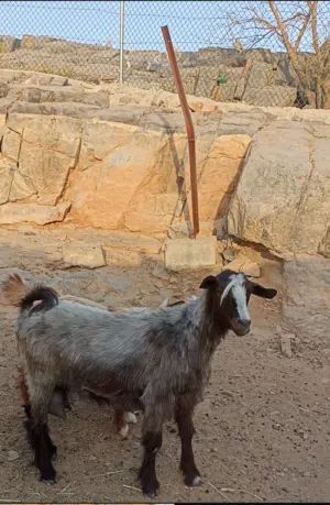 شاه من حلال بني سعيد مال حليب ماشاء الله