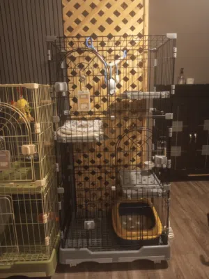 قفص قطط صغيره