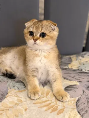 Scottish fold gold kitten