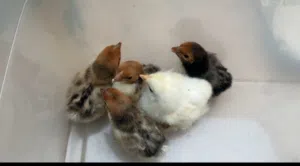 4 سبرايت  1 براهما