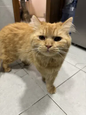 Free adoption