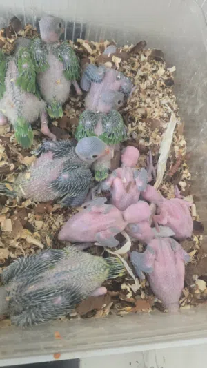 فروخ بغباء دره هندي