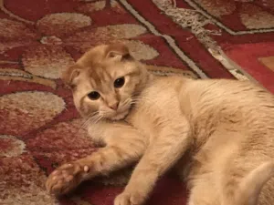 بزون سكوتش فولد