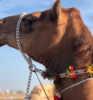 المقبالي 