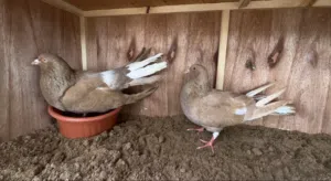 كوبيا مالطي مصوقره حاجه مفيش منها الله يبارك