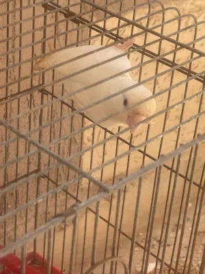 ذكر روز بينو عين حمراء
