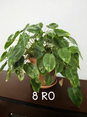 Assorted Indoor/Outdoor Plants