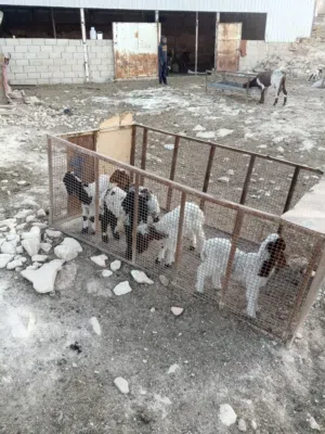 10 نعاج  3 ثناية  1 ثلاث حبات  1 رباع  4 سن نظيف معهن 8 طيليان 4 عبر و4 خرفان 3 رغث ما معهن بهم توم
