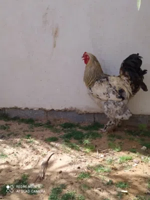 كوبياء ما شاء الله