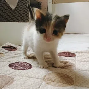 للبيع كيتتن 1ذكر و 2 أنثى