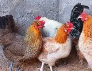 للبيع 22 دجاجة سعر الدجاجة دينار ونص فقط