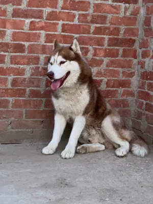 كلب هاسكي للبيع