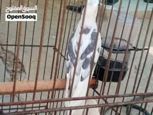 متاح فحل كوكتيل  ومراوس
