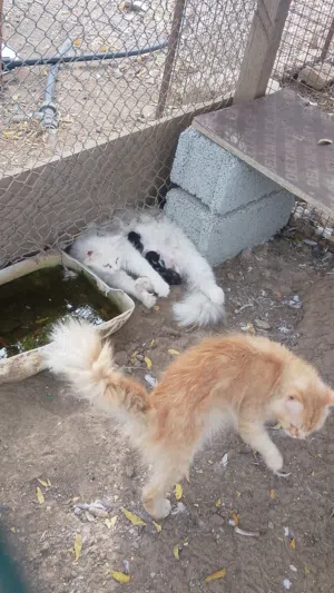 سنانير ذكور واناث اقرا الوصف