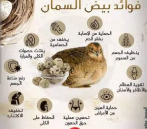 بيض فري (سمان ) للأكل والمائدة 100 بيضة ب8