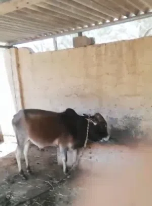 عجل اثيوبي للبيع