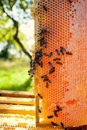 بيع عسل النحل الطبيعي