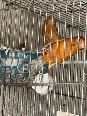 Birds4