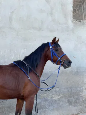 حصان للبيع عمره 4سنوات ساغ سلم