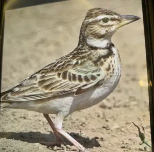 مطلوب طيور قطا / وترقه وقوبعه