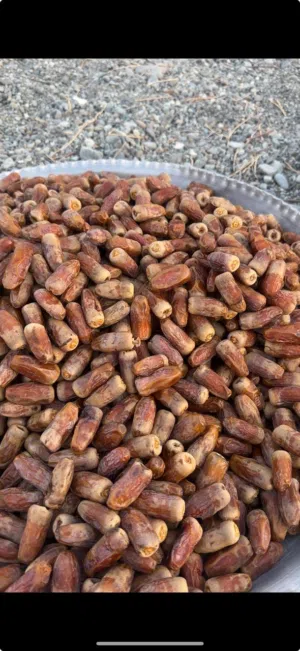 سح نغال 2026 الكيلو ريال
