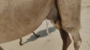 عزوف تنحلب تحتها جعود سمين