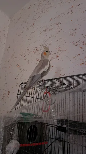 ‏ببغاء‏2