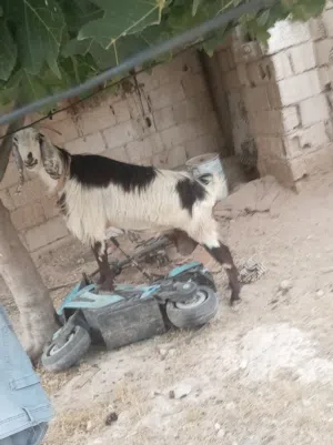 عنز جمع عاليه وجهمه وراها سخله