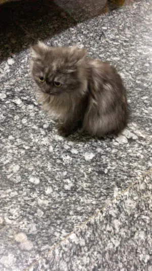 قط   شانشيلاالنوع الأصلي للبيع مستعجل على البيع