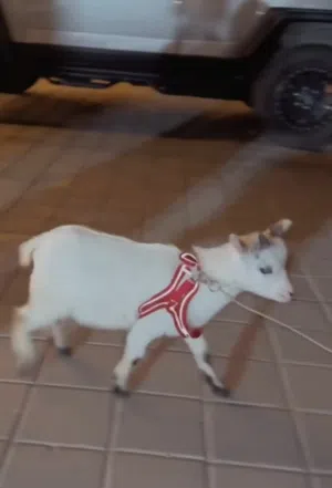 تيس البقمي للبيع