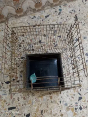 قفص طيور كبيره او صغيره