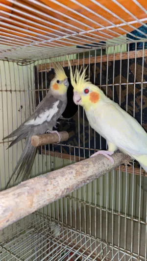 للبيع طيور كوكتيل