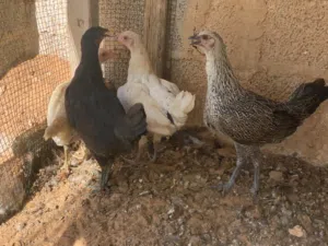المكان ورشفانه في الزاهراء 5 طروف دجاجات
