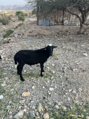 كبش محلي  فحل  للبيع   بدون  تهجين