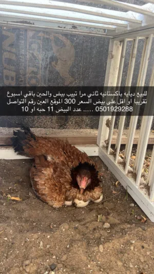 للبيع ديايه باكستانيه